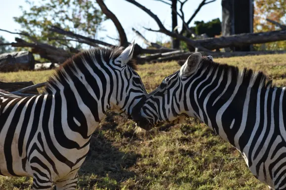 ルナースロッツ カジノ サポート